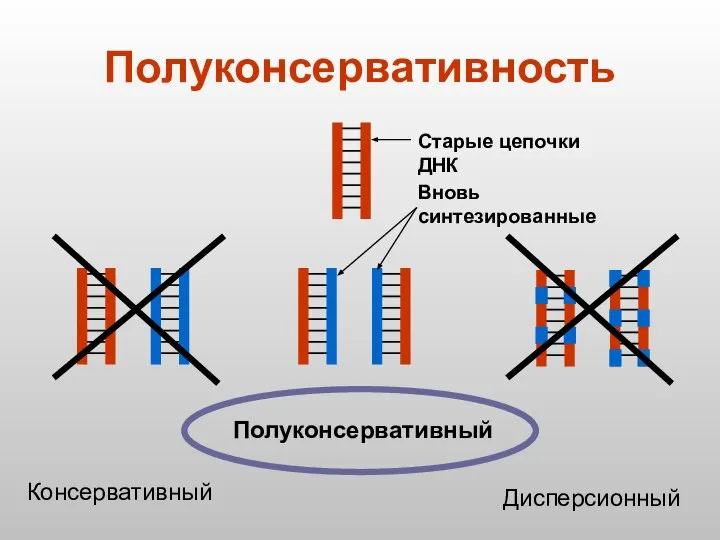 Полуконсервативность Полуконсервативный Консервативный Дисперсионный