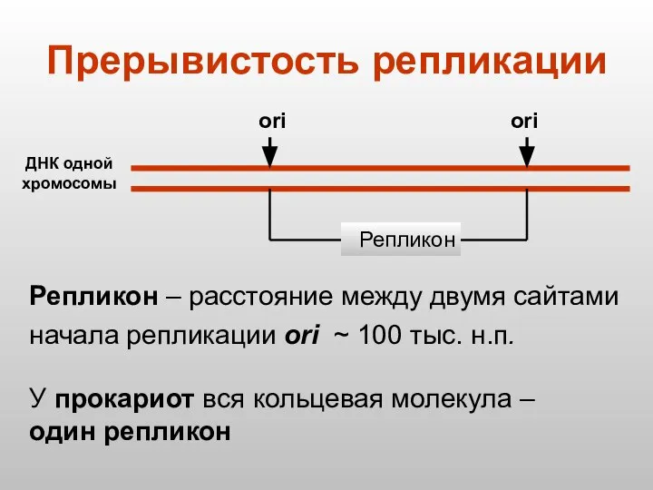 Репликон – расстояние между двумя сайтами начала репликации ori ~ 100