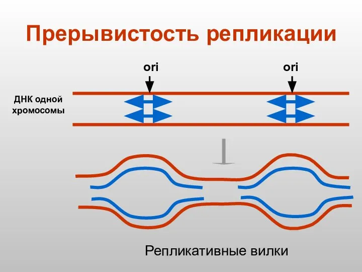 Прерывистость репликации ДНК одной хромосомы ori ori Репликативные вилки