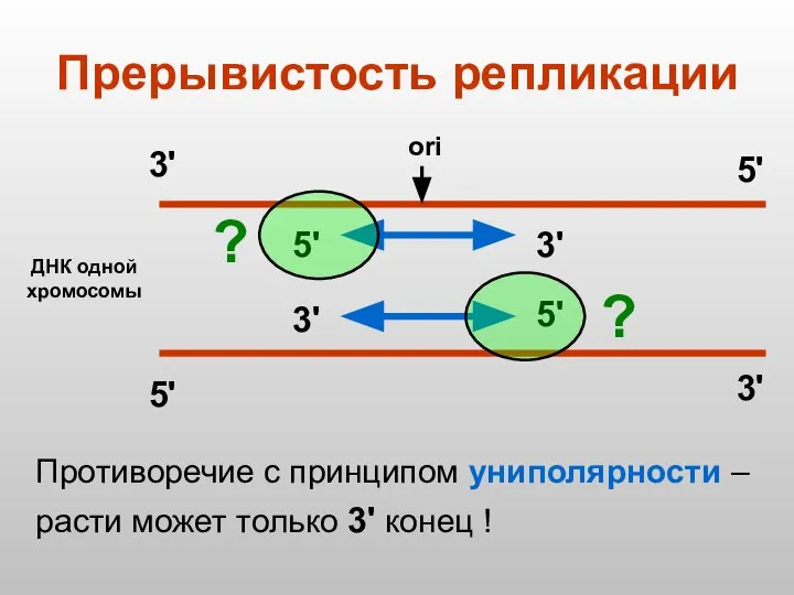 Прерывистость репликации ДНК одной хромосомы ori 3' 5' 3' 5' 5'