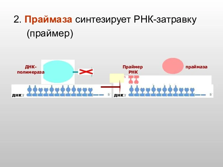 ДНК- полимераза праймаза Праймер РНК 2. Праймаза синтезирует РНК-затравку (праймер)