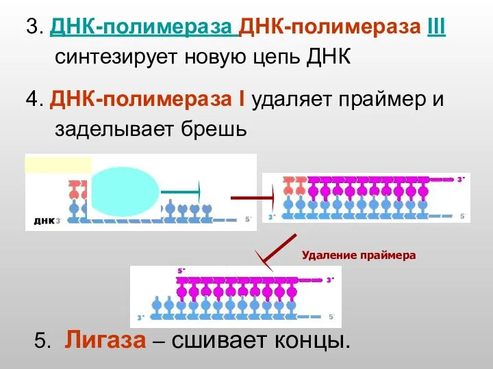 Удаление праймера 3. ДНК-полимераза ДНК-полимераза III синтезирует новую цепь ДНК 4.