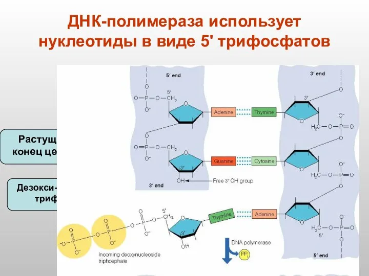 ДНК-полимераза использует нуклеотиды в виде 5' трифосфатов Растущий 3‘ конец цепочки