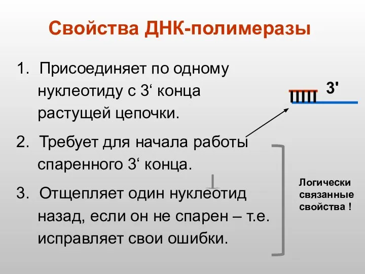 Свойства ДНК-полимеразы 1. Присоединяет по одному нуклеотиду с 3‘ конца растущей