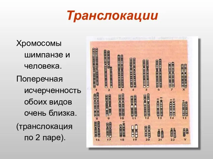 Транслокации Хромосомы шимпанзе и человека. Поперечная исчерченность обоих видов очень близка. (транслокация по 2 паре).