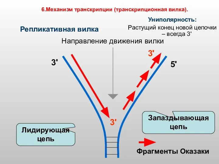 Репликативная вилка Униполярность: Растущий конец новой цепочки – всегда 3' 3'