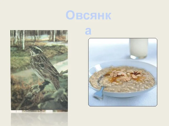 Овсянка