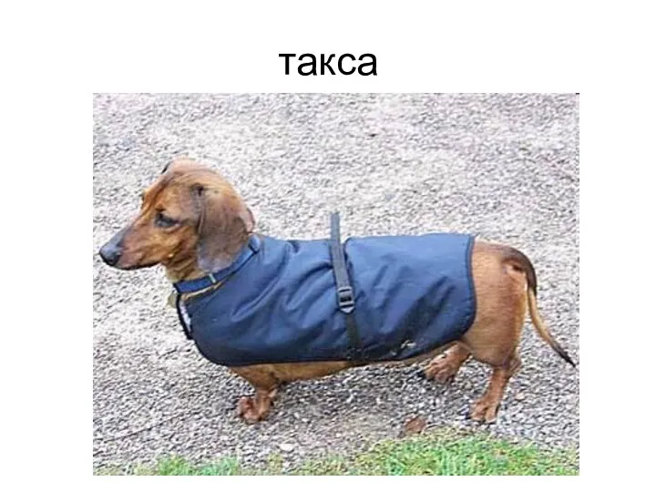 такса