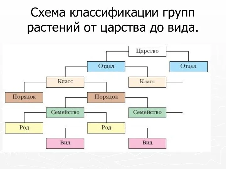 Схема классификации групп растений от царства до вида.