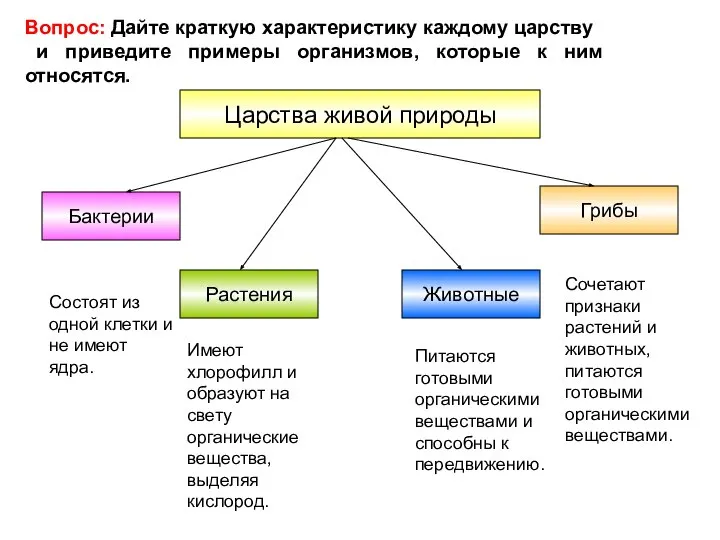 Царства живой природы Бактерии Грибы Растения Животные Состоят из одной клетки