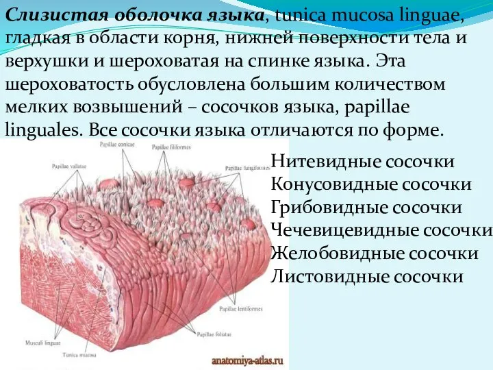 Слизистая оболочка языка, tunica mucosa linguae, гладкая в области корня, нижней