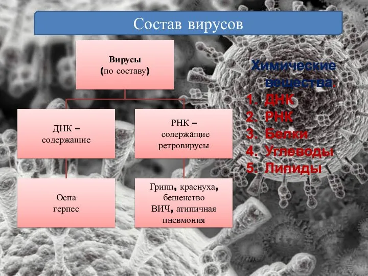 Состав вирусов Химические вещества. ДНК РНК Белки Углеводы Липиды