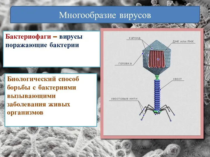 Многообразие вирусов Бактериофаги – вирусы поражающие бактерии Биологический способ борьбы с бактериями вызывающими заболевания живых организмов