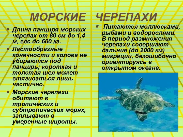 МОРСКИЕ ЧЕРЕПАХИ Длина панциря морских черепах от 80 см до 1,4