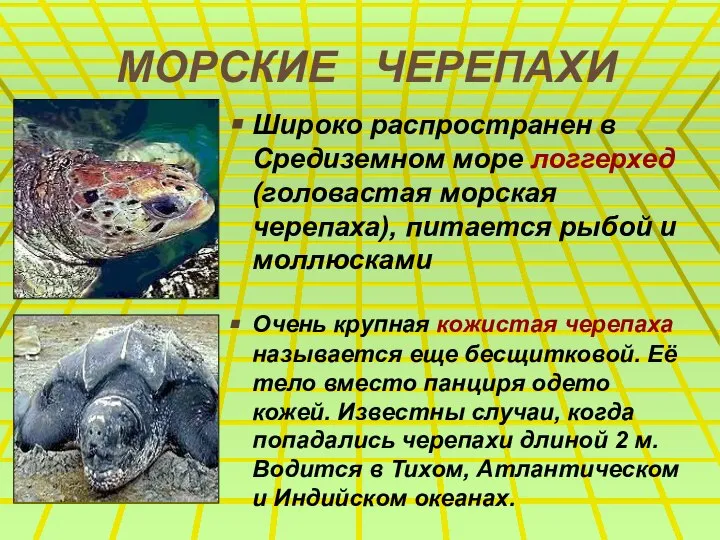 МОРСКИЕ ЧЕРЕПАХИ Широко распространен в Средиземном море логгерхед (головастая морская черепаха),