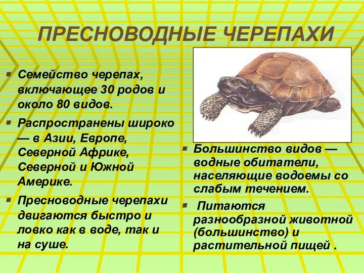 ПРЕСНОВОДНЫЕ ЧЕРЕПАХИ Семейство черепах, включающее 30 родов и около 80 видов.