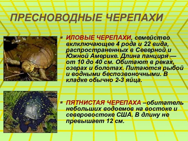 ПРЕСНОВОДНЫЕ ЧЕРЕПАХИ ИЛОВЫЕ ЧЕРЕПАХИ, семейство вклключающее 4 рода и 22 вида,