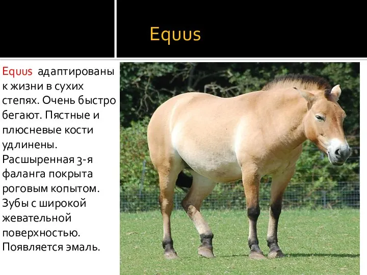 Equus Equus адаптированы к жизни в сухих степях. Очень быстро бегают.