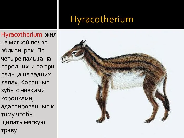 Hyracotherium Hyracotherium жил на мягкой почве вблизи рек. По четыре пальца