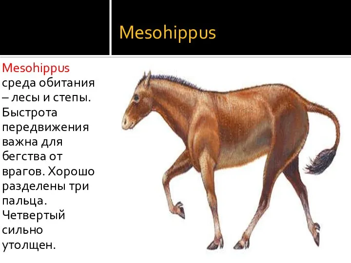 Mesohippus Mesohippus среда обитания – лесы и степы. Быстрота передвижения важна