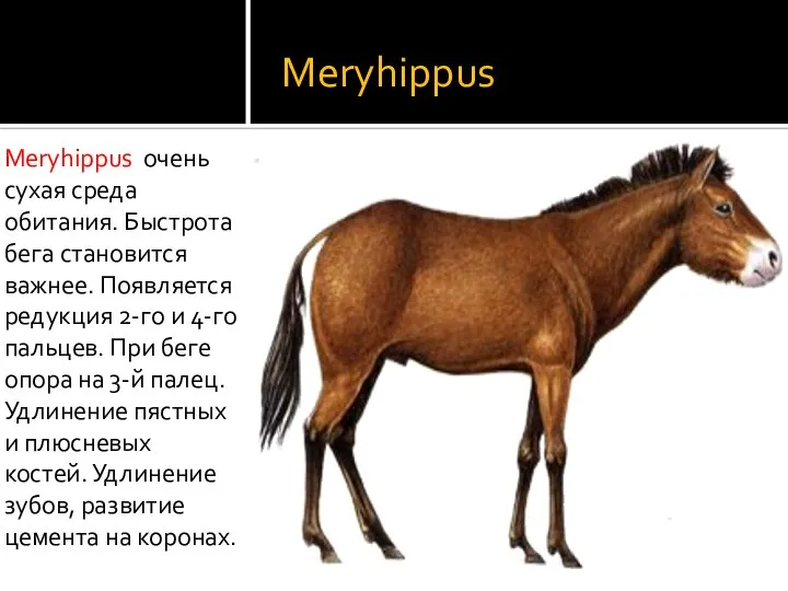 Meryhippus Meryhippus очень сухая среда обитания. Быстрота бега становится важнее. Появляется