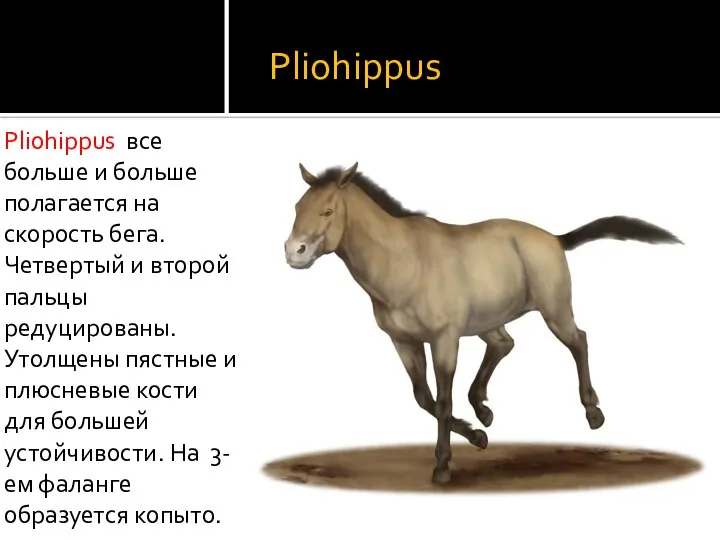 Pliohippus Pliohippus все больше и больше полагается на скорость бега. Четвертый