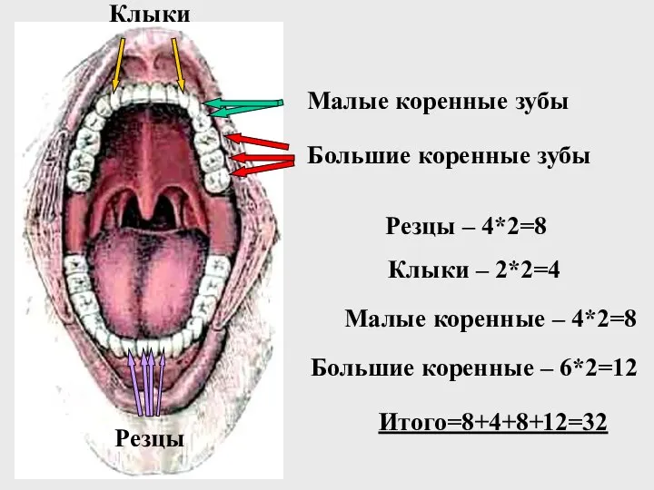 Большие коренные зубы Малые коренные зубы Клыки Резцы Резцы – 4*2=8