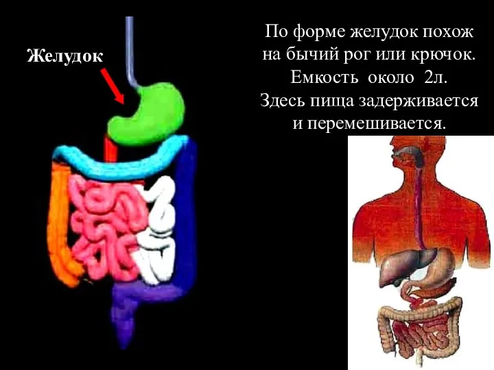 Желудок По форме желудок похож на бычий рог или крючок. Емкость