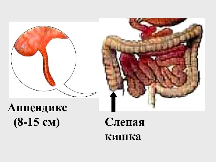 Слепая кишка Аппендикс (8-15 см)