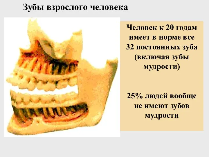 Зубы взрослого человека Человек к 20 годам имеет в норме все