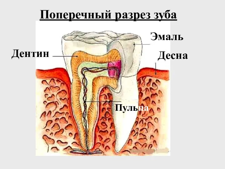 Поперечный разрез зуба Эмаль Десна Дентин Пульпа