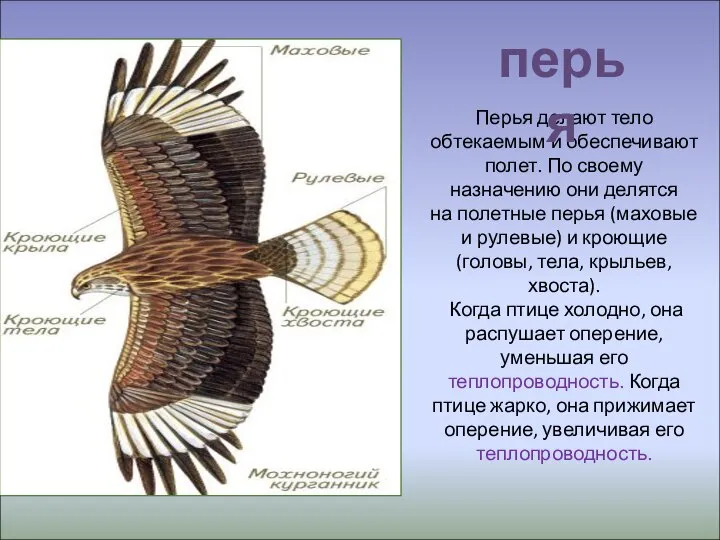 Перья делают тело обтекаемым и обеспечивают полет. По своему назначению они