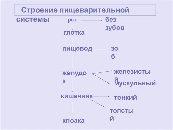 Строение пищеварительной системы глотка пищевод зоб желудок рот кишечник железистый мускульный тонкий толстый клоака без зубов