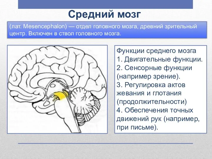 Средний мозг Функции среднего мозга 1. Двигательные функции. 2. Сенсорные функции