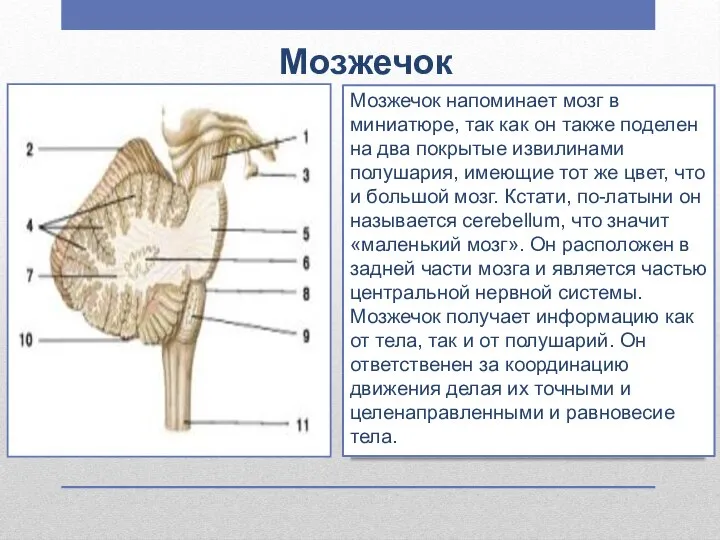 Мозжечок