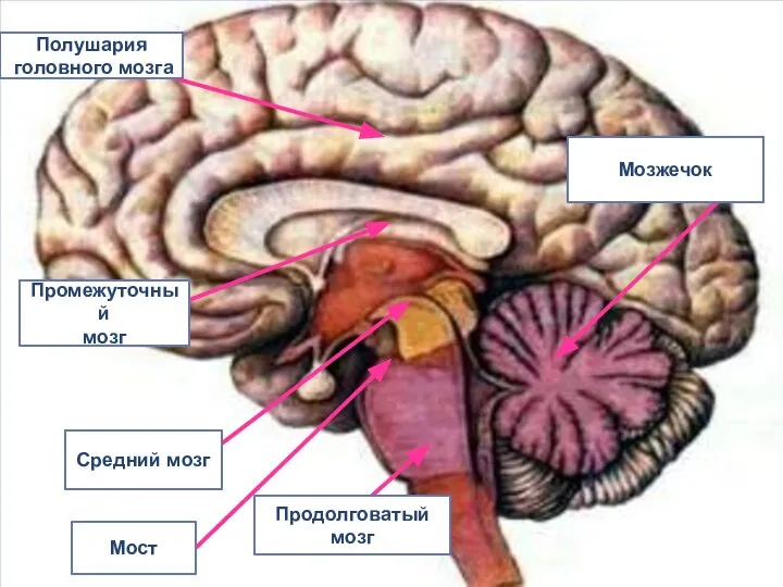 Полушария головного мозга Промежуточный мозг Средний мозг Мост Продолговатый мозг Мозжечок