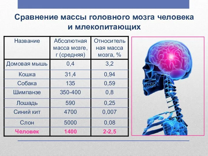 Сравнение массы головного мозга человека и млекопитающих