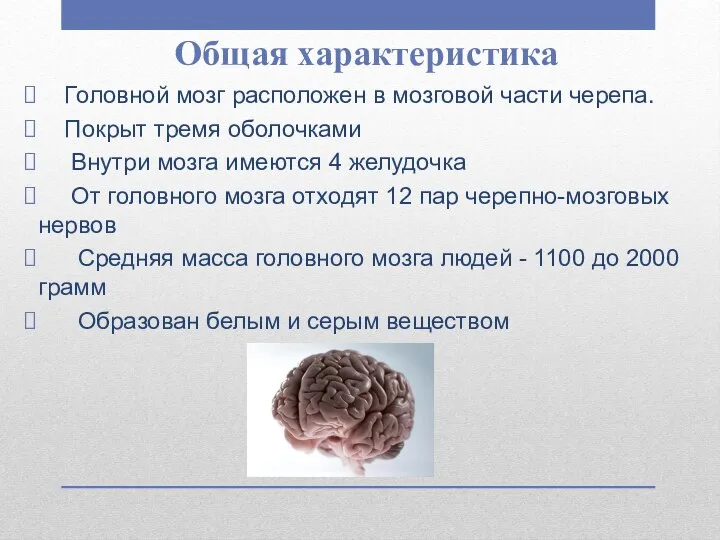 Общая характеристика Головной мозг расположен в мозговой части черепа. Покрыт тремя