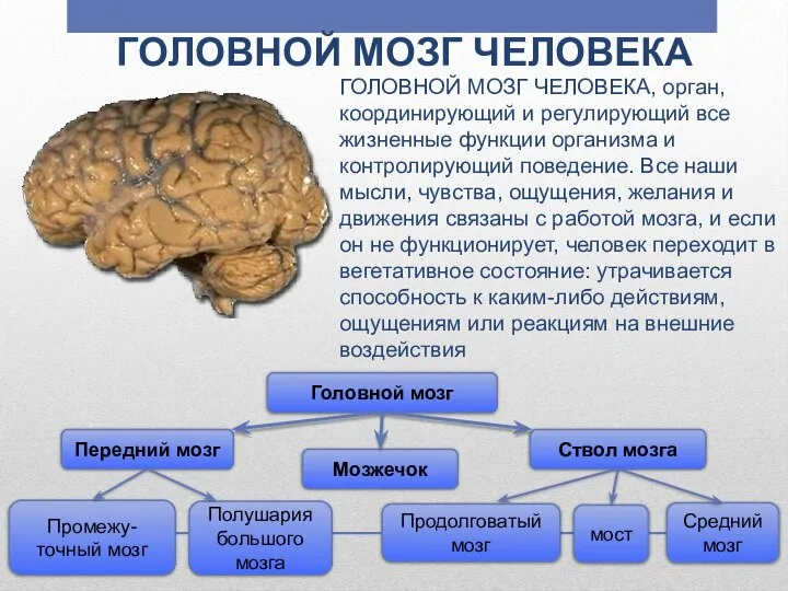 ГОЛОВНОЙ МОЗГ ЧЕЛОВЕКА ГОЛОВНОЙ МОЗГ ЧЕЛОВЕКА, орган, координирующий и регулирующий все