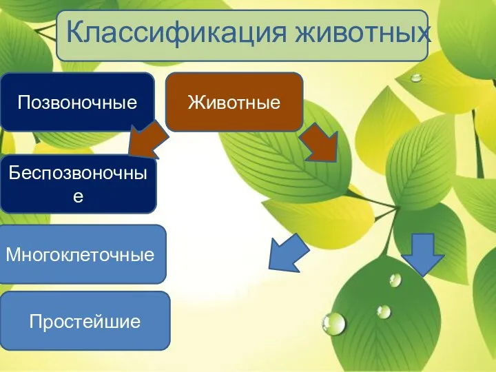 Классификация животных Животные Простейшие Многоклеточные Беспозвоночные Позвоночные