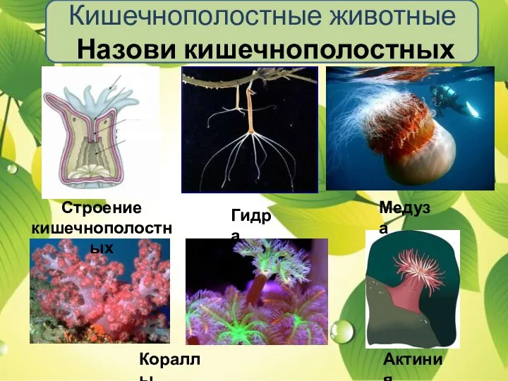 Кишечнополостные животные Назови кишечнополостных Строение кишечнополостных Гидра Медуза Кораллы Актиния