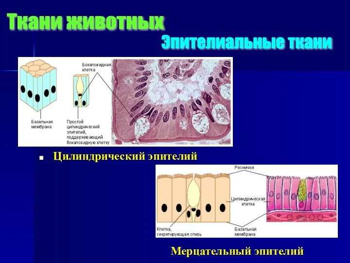 Цилиндрический эпителий Мерцательный эпителий Ткани животных Эпителиальные ткани