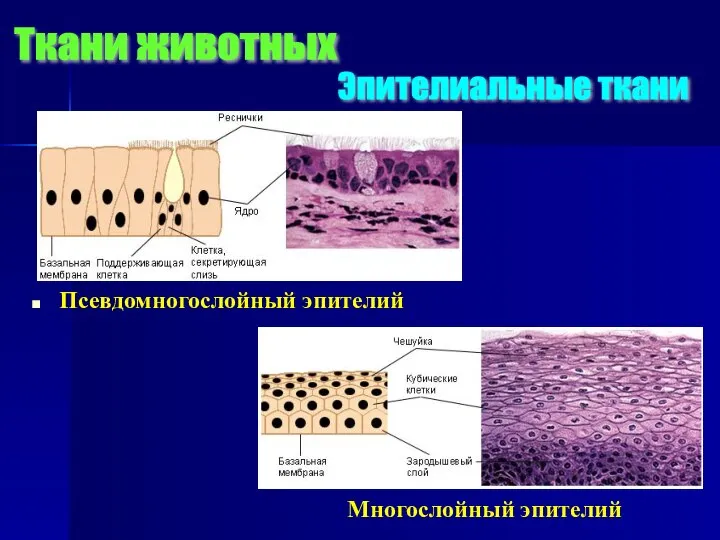 Псевдомногослойный эпителий Многослойный эпителий Эпителиальные ткани Ткани животных