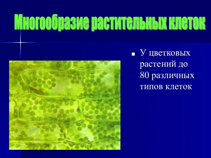 У цветковых растений до 80 различных типов клеток Многообразие растительных клеток