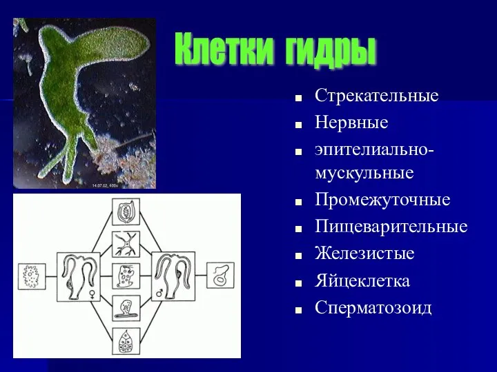 Стрекательные Нервные эпителиально-мускульные Промежуточные Пищеварительные Железистые Яйцеклетка Сперматозоид Клетки гидры