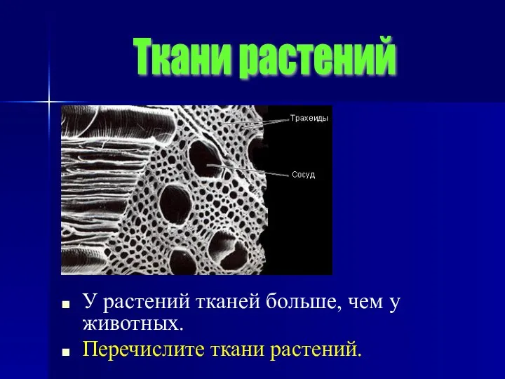 У растений тканей больше, чем у животных. Перечислите ткани растений. Ткани растений