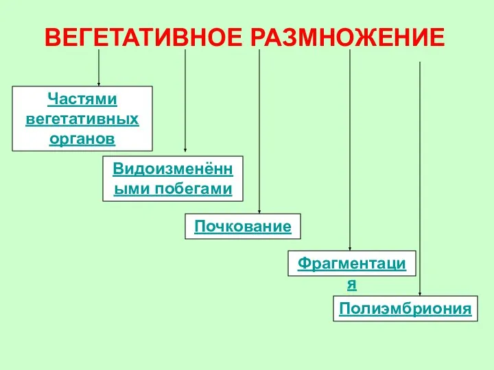 ВЕГЕТАТИВНОЕ РАЗМНОЖЕНИЕ Частями вегетативных органов Видоизменёнными побегами Почкование Фрагментация Полиэмбриония