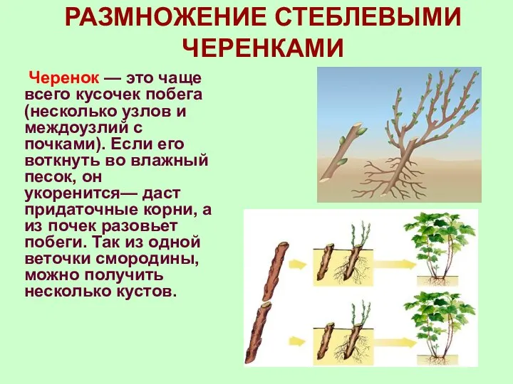 РАЗМНОЖЕНИЕ СТЕБЛЕВЫМИ ЧЕРЕНКАМИ Черенок — это чаще всего кусочек побега (несколько