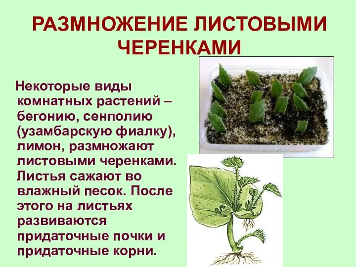 РАЗМНОЖЕНИЕ ЛИСТОВЫМИ ЧЕРЕНКАМИ Некоторые виды комнатных растений – бегонию, сенполию (узамбарскую