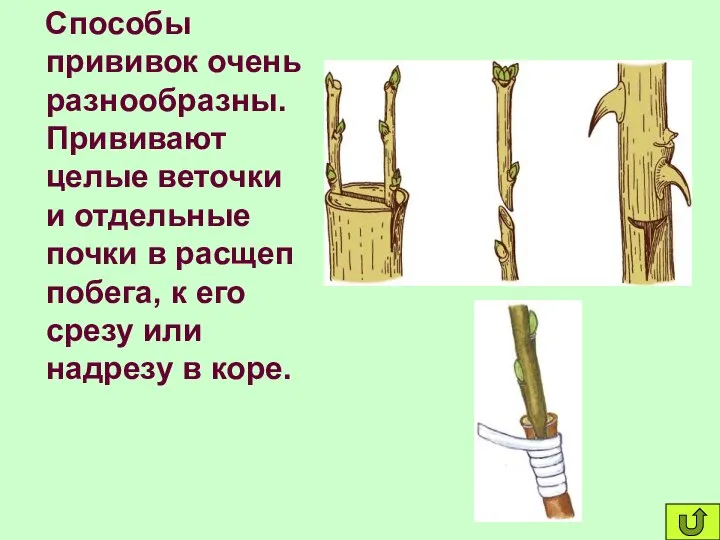 Способы прививок очень разнообразны. Прививают целые веточки и отдельные почки в